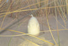 Aromatinė žvakė "Kiaušinis su levandom" - Fons Misericordiae